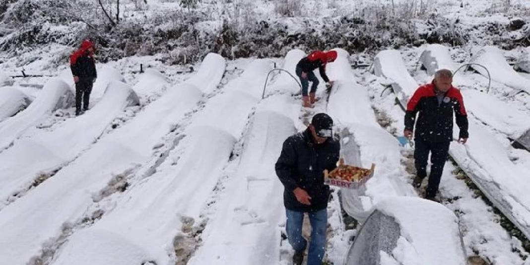 1100 rakımlı mahalleyi kar kapladı, hasat devam etti! Talep artıyor, hiçbir şey engel olmuyor: Lezzetini herkes biliyor 4